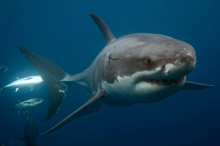 Shark Cage Diving with Great White Sharks in Port Lincoln, South Australia