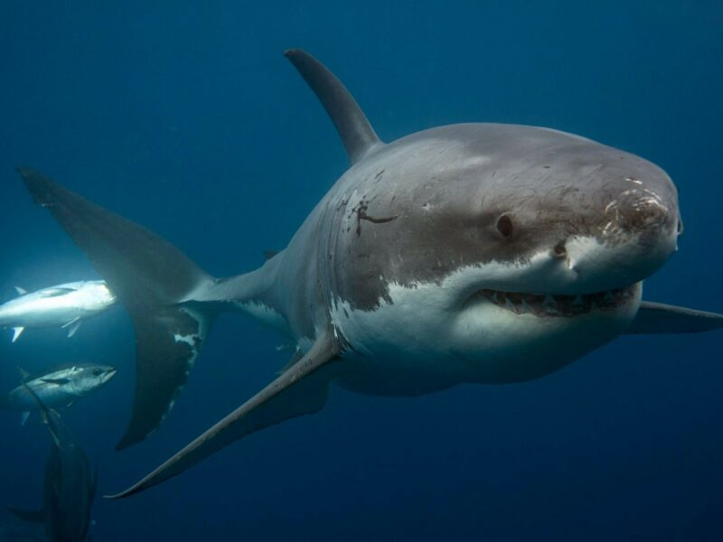 Great White Shark, Port Lincoln