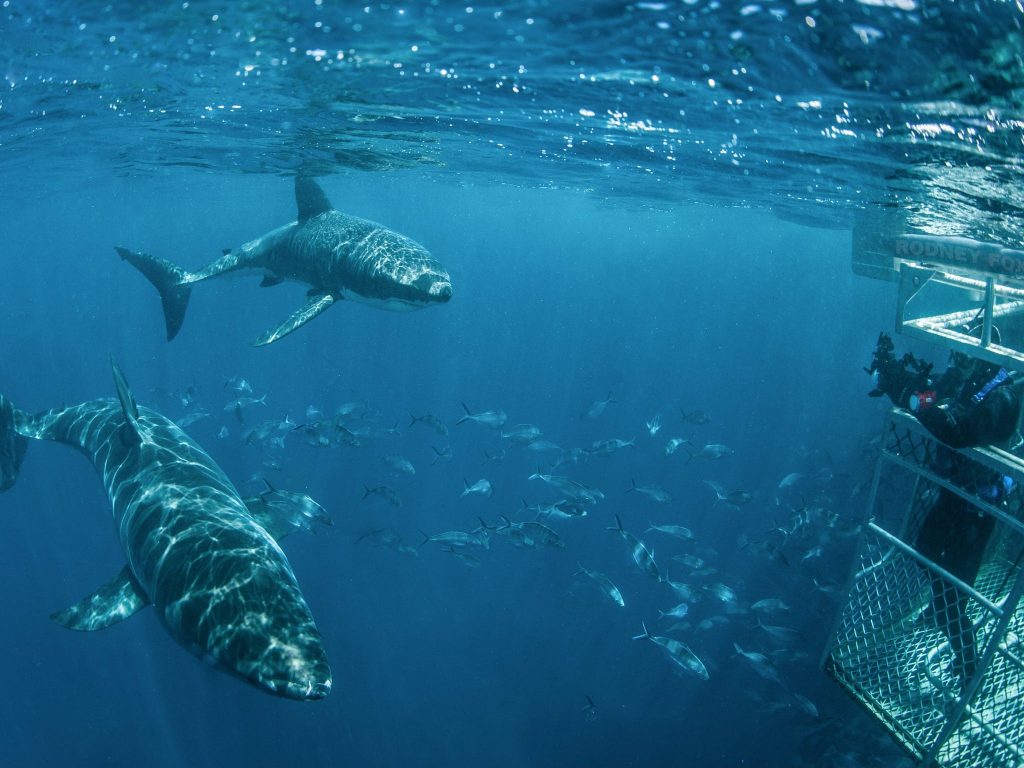 White Sharks Swim By Surface Cage