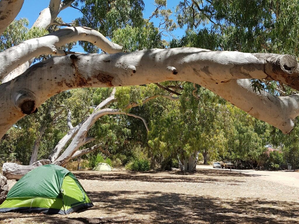 Camp Site with tent set up under gum trees