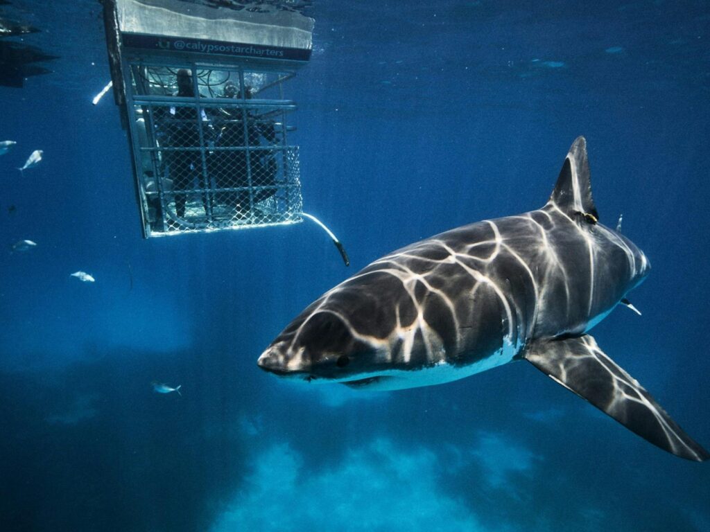 Shark cage diving