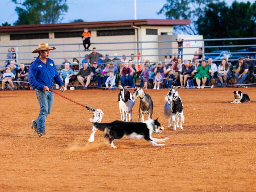 Tom Curtain providing a working dog demonstration during an outback show