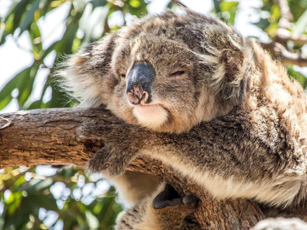 sleepy koalas are everywhere in the trees, easy to see, this old one has the wind at her back