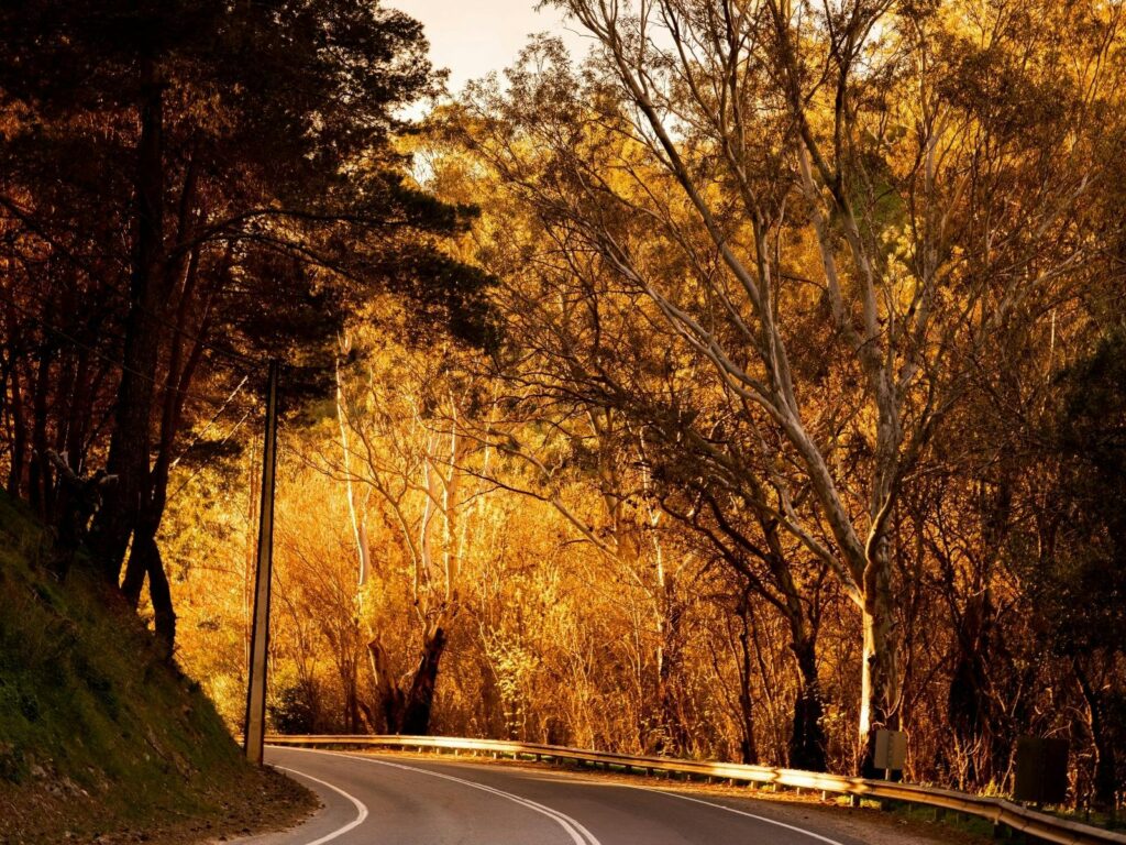 A quiet autumn road stretches ahead, bathed in the soft, golden glow of the setting sun