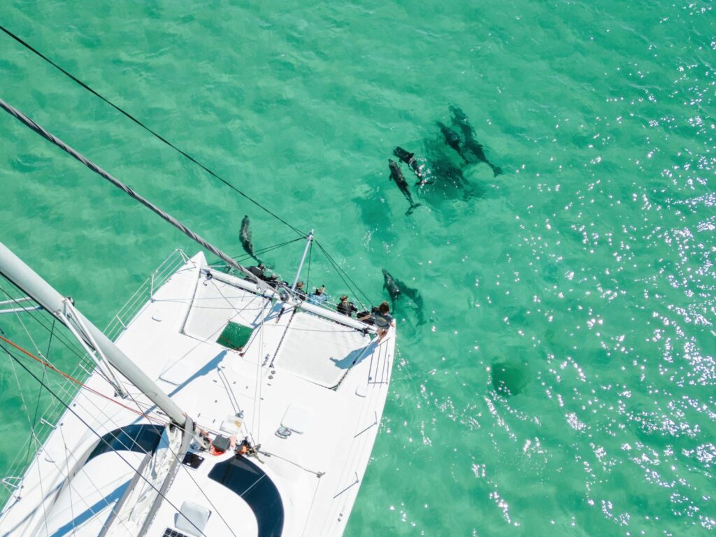 Sunset Charters wild dolphin swim tour on a luxury catamaran in Coffin Bay, Eyre Peninsula.