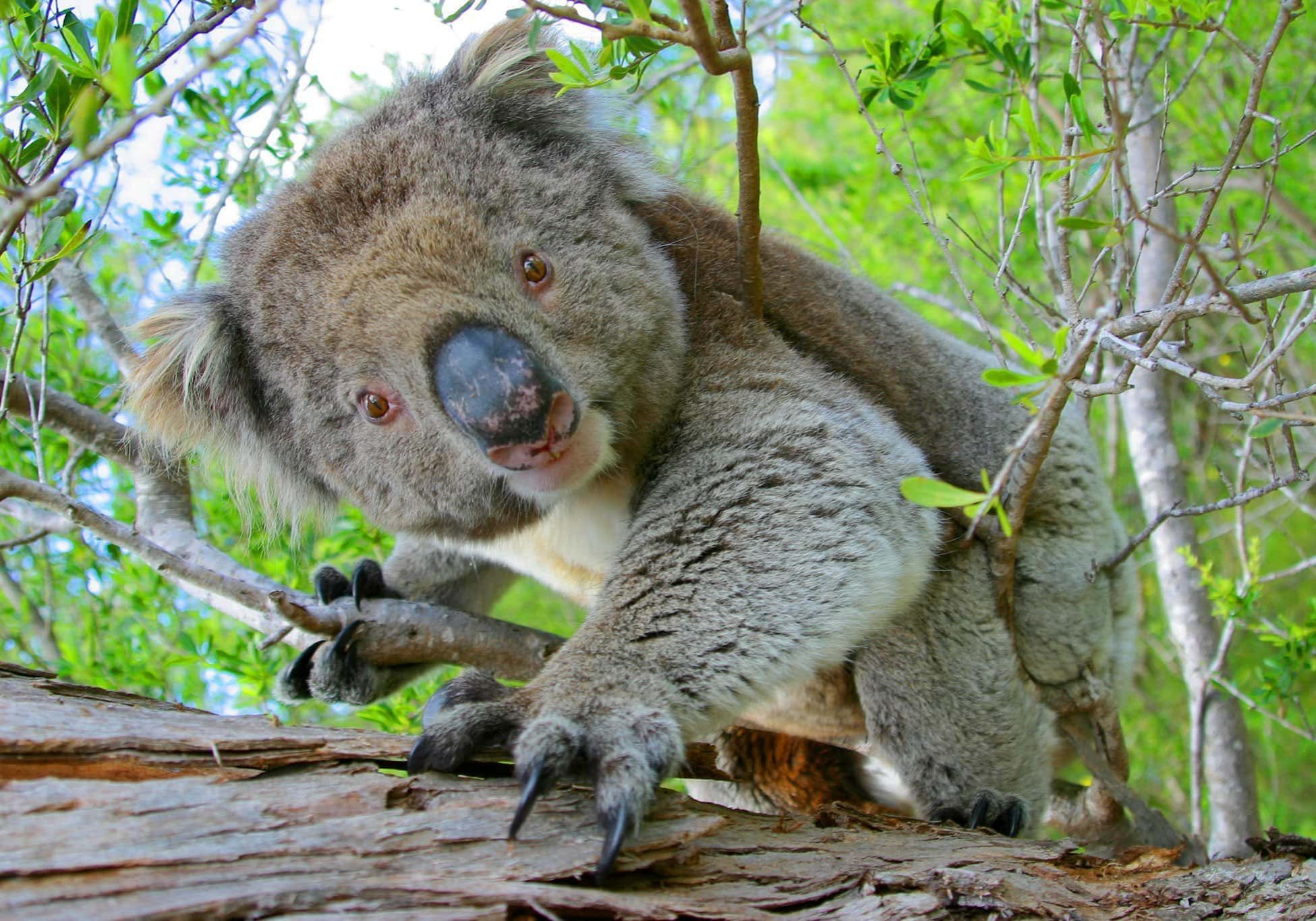 Mikkira Koala Port Lincoln South Australia 669 6983 IMG John White